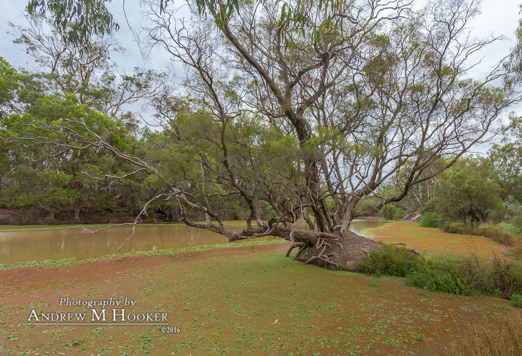 Barwon River Mungindi
